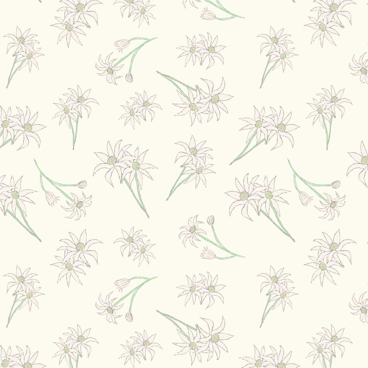 Amanda Joy Fabrics Fabric 1 Metre / Premium woven cotton sateen 150gsm Flannel flowers Cream Fabric